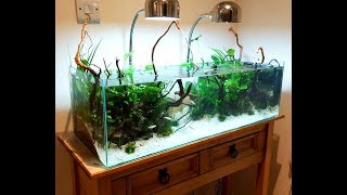 Aquarium Ecosystem Episode 4 Fish Substrate Snails and Shrimp [upl. by Larina739]