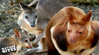 Dusky Pademelon Protects His Joey  The Secret Life of the Zoo  Nature Bites [upl. by Tallbott831]