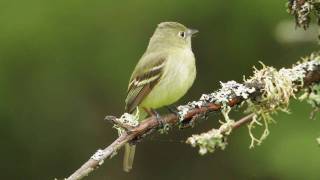 Yellowbellied Flycatcher [upl. by Green]