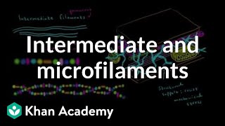 Microfilaments and intermediate filaments  Cells  MCAT  Khan Academy [upl. by Akienahs]