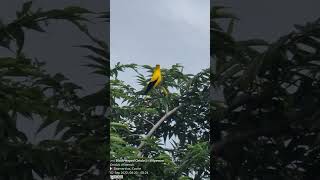 02 Sep 2022 Blacknaped Oriole  Kilyawan Oriolus chinensis  Calling [upl. by Burtis]