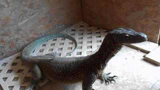 Bigboy and BlueFeeding Giant Monitor Lizards [upl. by Enomal]