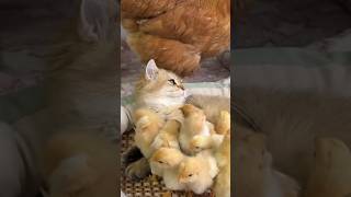 The hen found that the kitten would keep the chicken warmCute and funny animals [upl. by Addie]