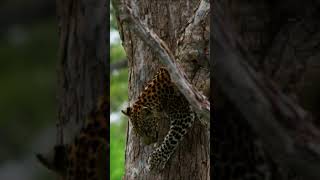 Cheetah Speed Meets Stealth 🐆🌿 shorts [upl. by Gudren758]