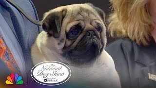 quotVitoquot the Pug WINS  2024 National Dog Show Presented by Purina  NBC [upl. by Alegnave]