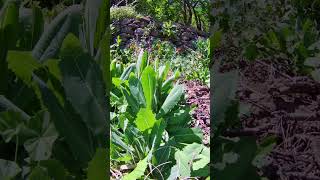 Lots of Prickly Lettuce Lactuca serriola  Alface Brava aos montes [upl. by Nolahs]