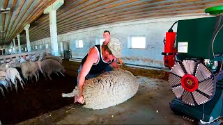 Incredibly Huge Sheep Shearing  Stunning and Satisfying [upl. by Ko]