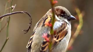 House sparrows chirping in the fall nature birds autumn sparrow [upl. by Fairley800]