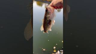 Remelting old lures largemouthbass fishing luremaking shorts smallmouthbass fish baitmaking [upl. by Anirehtac973]