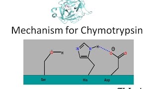 Mechanism of Chymotrypsin [upl. by Atonsah]