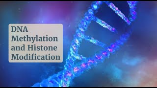 Gene Regulation 101 DNA Methylation and Histone Modifications Uncovered [upl. by Rosalynd]