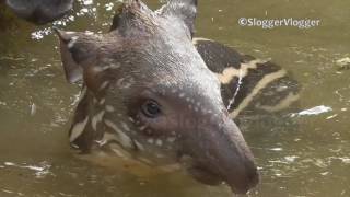 Adorable Newborn Tapir Baby And Mom Enjoy A Swim To Cool Off [upl. by Eniretak383]