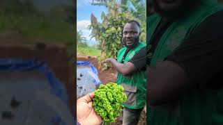 Azolla farming in Cameroon 🇨🇲 [upl. by Enelyak]