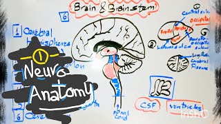 Introduction to Brain anatomy [upl. by Sabba177]