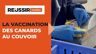 Grippe aviaire  la vaccination se déploie au couvoir [upl. by Tiossem]