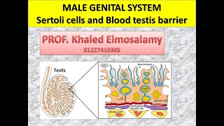 Histology of sertoli cell and blood testis barrier [upl. by Blondell]