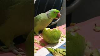 प्यारे मिट्ठू 😍 talkingparrot alexander parrot yt parrottalking funny parrotlover anuandsuji [upl. by Lyrrehs]