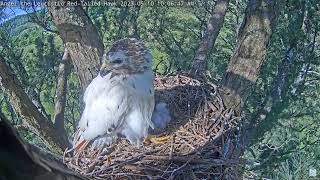 Angel the Leucistic Red Tailed Hawk 10052023 0956 [upl. by Prescott]