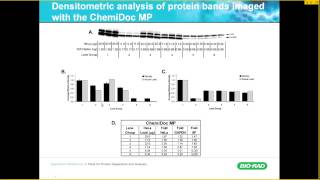 Reliable Quantification of Western Blot Data [upl. by Milman]