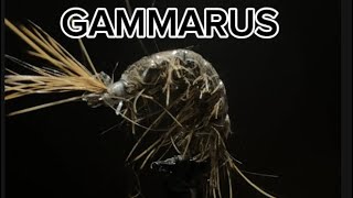 GAMMARUS [upl. by Ilatfan]