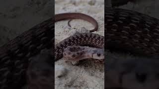 Amazing Red Bellied Snake [upl. by Maia415]