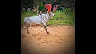 ஆத்தாடி shortvideo jallikattu ஜல்லிக்கட்டுமூர்த்தி status statusvideo [upl. by Mill]