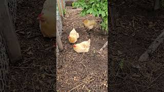 OMC Hens get close enough to kiss Super cute Chicken love chickens shortsvideo chickenlife [upl. by Leonor]