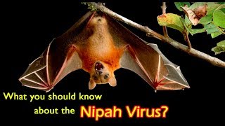 What is Nipah Virus Know its symptoms and methods of prevention  Dr Surekha Tiwari [upl. by Orgalim620]