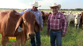 Tierra Fértil Tv Ganado de la raza Brahman desde Houston Texas  100623 [upl. by Reeves609]