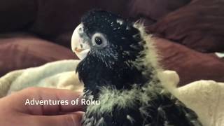 Red Tailed Black Cockatoo [upl. by Algernon]