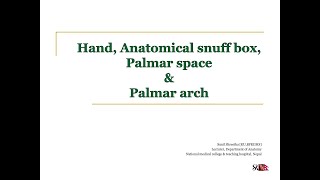 Hand Anatomical snuff box palmar spaces and palmar arch MBBSBDS [upl. by Cohe978]