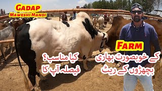 Gadap Maweshi Mandi Farm K Heavy Khubsurat Bachron K Rate Bakra Eid 2024 [upl. by Shandee]