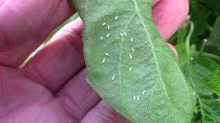 How I Treat Whiteflies In The Garden  What I Use and How Often [upl. by Vivle505]