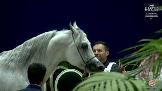 El Jadida 2024 Moroccan Arab Horse Breeders Cup Class 10 [upl. by Forbes]