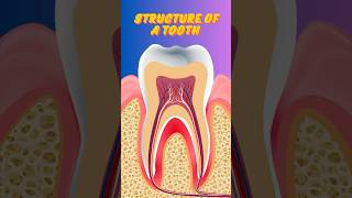 Structure of a Tooth Explained  Crown Root Enamel Dentine amp More [upl. by Dorice153]