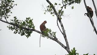 Proboscis monkeys [upl. by Lavern661]