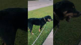 mixbreeddog pets rottsky 10 months mixed husky and rottweiler [upl. by Salem]