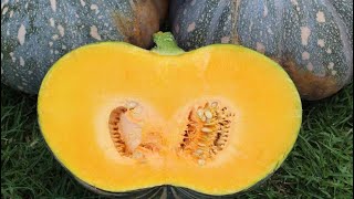 How to hand pollinate pumpkin [upl. by Hendren573]