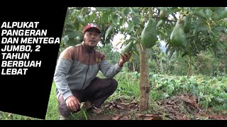 Alpukat Pangeran dan Mentega Jumbo 2 Tahun berbuah LebatAvocado Grafting Tree [upl. by Latricia597]