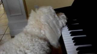 Dog Plays Piano  Elton Dog [upl. by Bound]