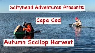 Autumn Scallop Harvesting on Cape Cod with Saltyhead [upl. by Garrek]