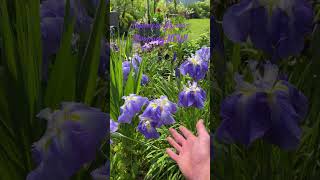 Japanese Irises are lookin’ ✈️ horticulture JapaneseIrises [upl. by Apps]