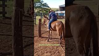 A arte da Doma de muares 😳 domademuares escolademuladeiros muladeiros agro muares [upl. by Nevada]