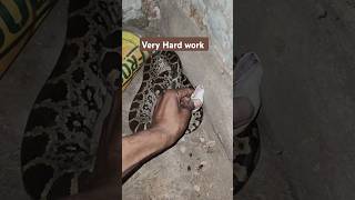 अजगर के बच्चे का किया रेस्क्यू पूरा विडियो देखें dangeroussnake snakevideo shortsvideo snakevlog [upl. by Lyndell770]