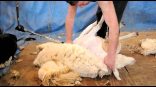 Sheep Shearing Demonstration [upl. by Barbara-Anne]