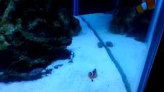 Clownfish in a 75 Gallon Saltwater Aquarium [upl. by Jeana]