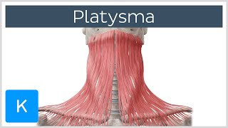 Platysma muscle  Origin Insertion Innervation amp Function  Human Anatomy  Kenhub [upl. by Natfa]