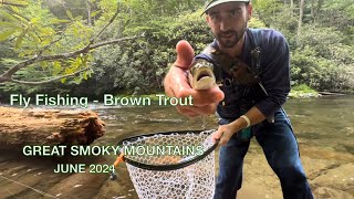 EPIC Day Fly Fishing for Brown Trout  Great Smoky Mountains National Park  June 2024 [upl. by Gader]