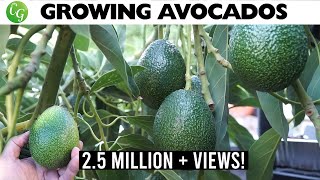 🥑The Best Avocados to Grow in Your Garden No More Growing Avocado from Seed [upl. by Tanah]