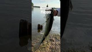 Whopper Plopper  fishing bassfishing bass topwater takeakidfishing boating lake lakelife [upl. by Tamer]